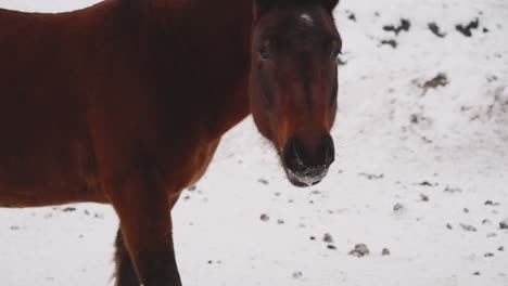 brown horse with nose in snow chews food looking in camera