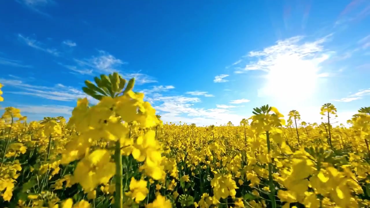 Campi Gialli Vibranti Sotto un Cielo Azzurro Brillante: Un Paesaggio Incantevole della Bellezza della Natura con Sole Splendente e Spettacolari Fioriture