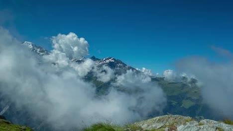 hierba de montfort 4k 00