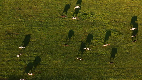 Animales-De-Granja---Vista-De-Arriba-Hacia-Abajo-De-Un-Rebaño-De-Cabras-Domésticas-Caminando-Y-Corriendo-Libremente-En-Los-Exuberantes-Campos-Durante-La-Puesta-De-Sol-En-Utrecht,-Países-Bajos