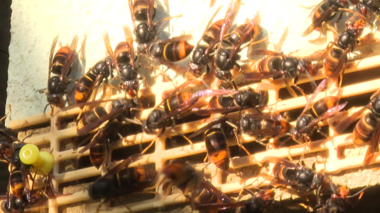 Wasps in a Beehive