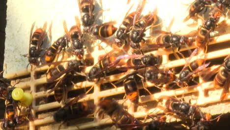 wasps in a beehive