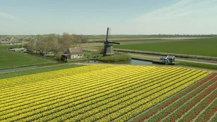Vista aerea di un campo di tulipani gialli in fiore con mulino a vento, Lisse, Paesi Bassi