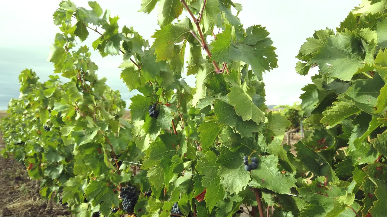 Growing black grapes in a vineyard in France