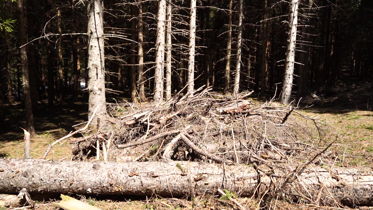 Eine Waldbodenszene mit einem großen Stapel aus aufgeschichtetem Reisig und Ästen vor dem Hintergrund hoher, schlanker Nadelbäume, aufgenommen bei natürlichem Licht.