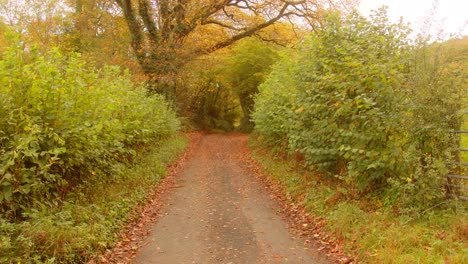 Landstraßenszene-Mit-Im-Wind-Wehenden-Blättern