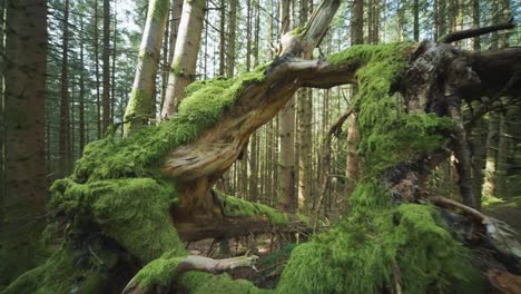 Bodennahe-Aufnahme-Der-Moosbewachsenen-Baumstämme-Auf-Dem-Waldboden