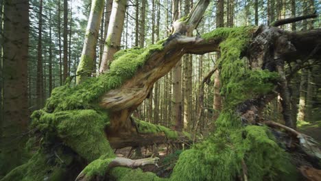 ground-level shot of the moss-covered tree trunks on the forest floor