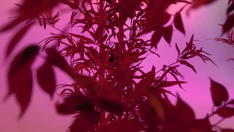 red alien plants with leaf on habitable fantasy world with pink sky