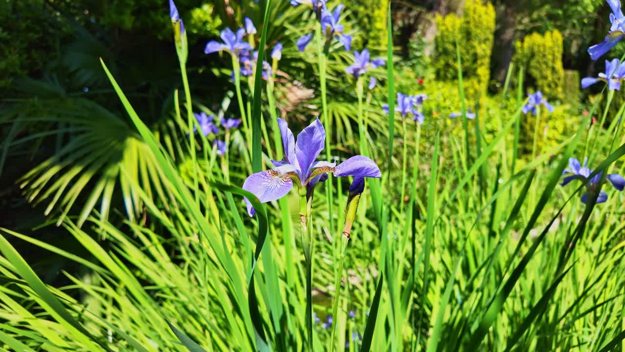 Violet iris flowers blooming in lush garden, purple petals with its beautiful long sharp green shoots, sunny day. Ideal for nature, floral