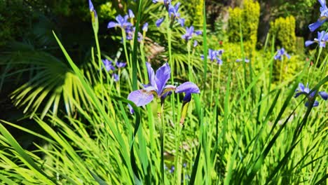 violet iris flowers blooming in lush garden, purple petals with its beautiful long sharp green shoots, sunny day. ideal for nature, floral