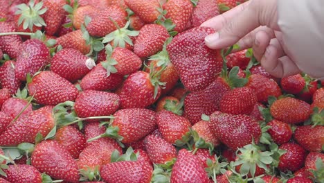 hand picking fresh strawberries