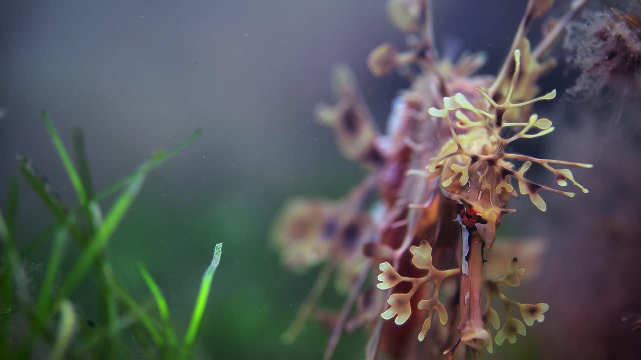 dragón de mar frondoso con huevos macro primeros planos 4k cámara lenta