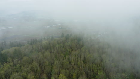 Thick-dense-fog-lays-low-over-the-evergreen-forest
