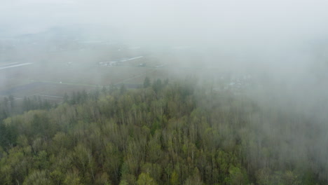 Espesa-Niebla-Densa-Se-Extiende-Sobre-El-Bosque-Siempre-Verde