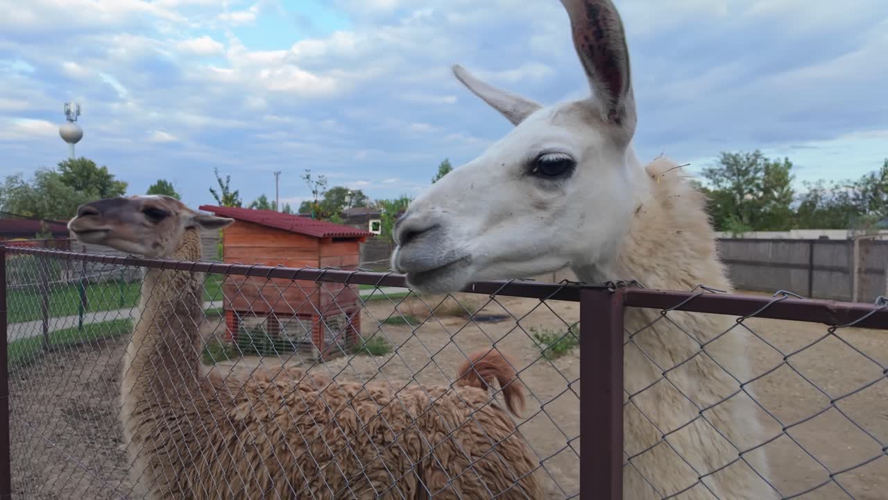 Twee hongerige en vriendelijke lama's wachten om met de hand gevoerd te worden in een omheinde ruimte, waarmee hun natuurlijke habitat wordt getoond in een schilderachtige openluchtomgeving van de dierentuin