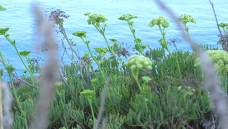 Tallos-De-La-Planta-De-Hinojo-Del-Mar-Mediterráneo-Al-Amanecer,-Crithmum-Maritimum,-Con-El-Mar-Mediterráneo-Fuera-De-Foco-En-El-Fondo