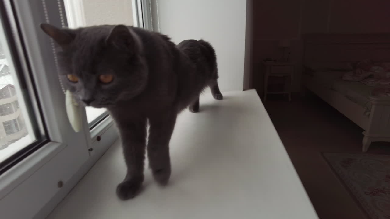 Elegant gray cat streching on a windowsill looking outside at a snowy cityscape