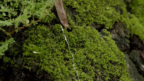 snail moving on moss grassy rock