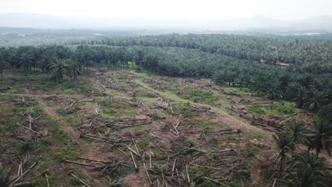 vuela sobre la tierra que despeja la palma de aceite en malasia, sudeste asiático.