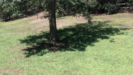 Orbitando-Lentamente-Alrededor-De-La-Base-De-Un-árbol-Solitario-En-Medio-De-Un-Patio-En-El-Campo