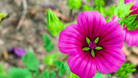 Zoom-in-on-a-pink-green-flower