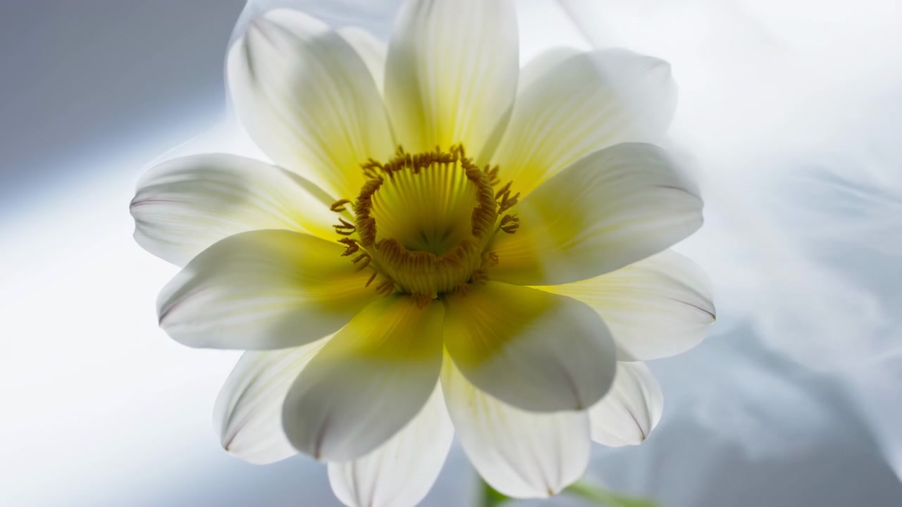 Primo piano di fiore di dalia bianca, luce soffusa e nebbiosa, scatto macro in studio per studio botanico, petali traslucidi e morbidi.