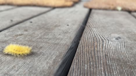 American-Dagger-Moth-Caterpillar-Crawling-On-Wooden-Ground