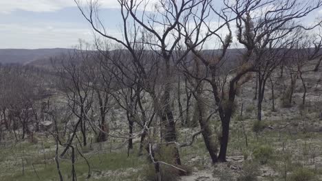 burned parts of blue mountains nationalpark some of the trees already started recovering