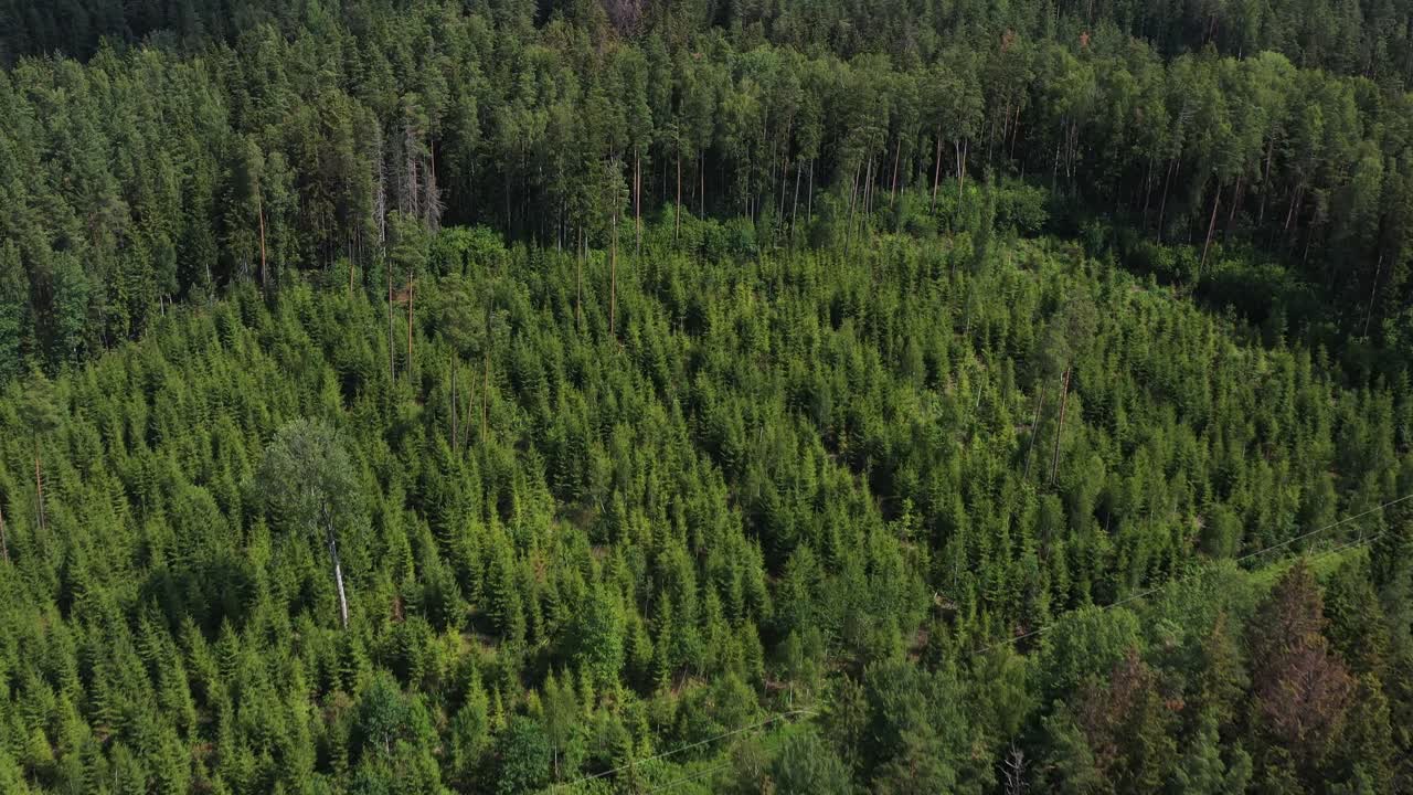Above view forward of dark green young forest tree tops in middle of nowhere