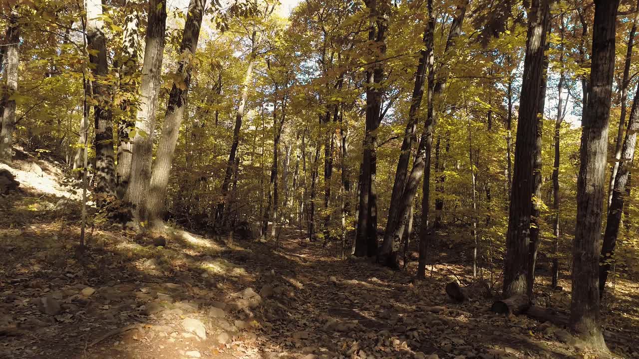flotando a través del bosque de otoño en un día soleado de otoño bajo y lento