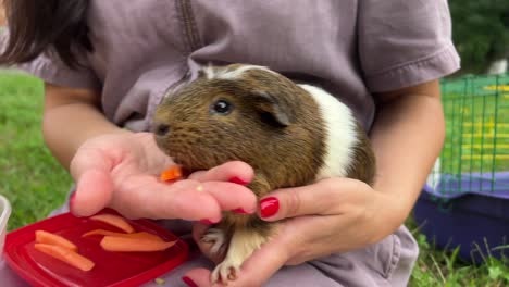 mujer alimentando a un conejillo de indias con zanahorias