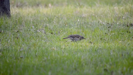 pájaro estornino marrón buscando comida mientras salta en la hierba verde, posibilidad remota