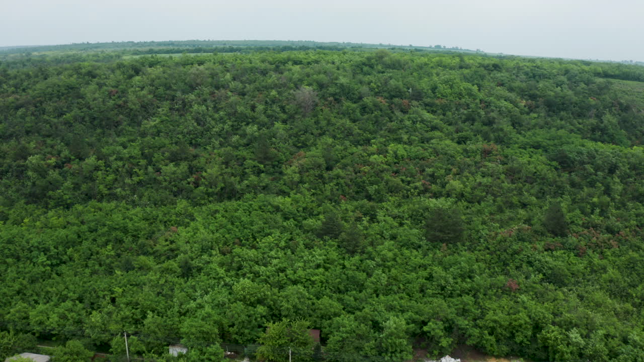 paisaje de bosque verde y exuberante