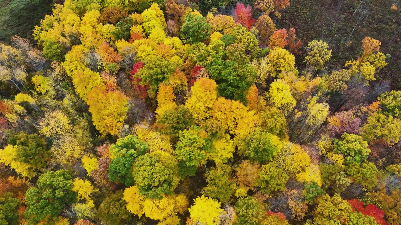 A bird's eye view of various treetops lush with peak fall colors