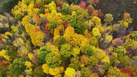 una vista de pájaro de varias copas de árboles exuberantes con colores de otoño pico