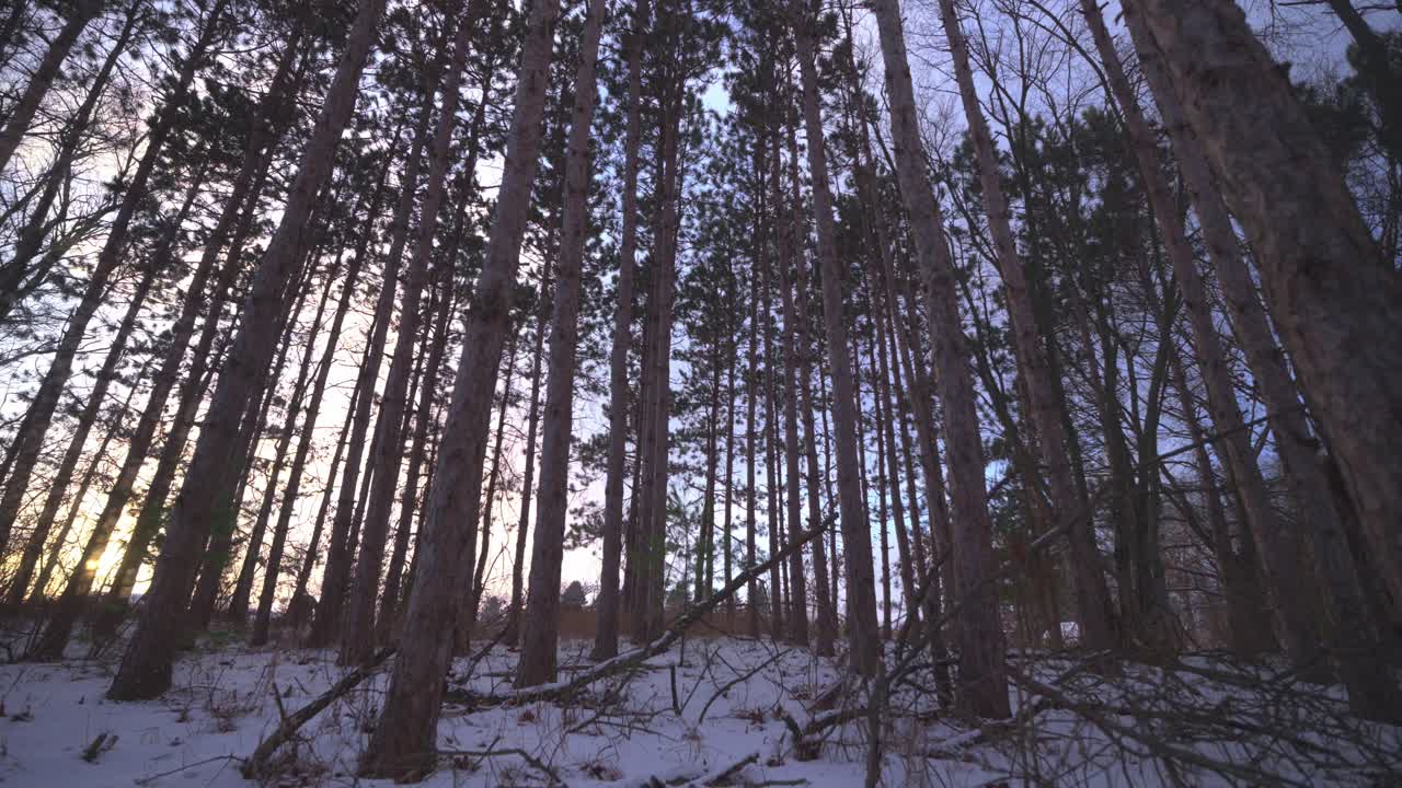 Low Angle Moving Shot Through Snowy Pine Forest in Winter