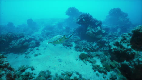 tortuga marina nadando en un arrecife de coral