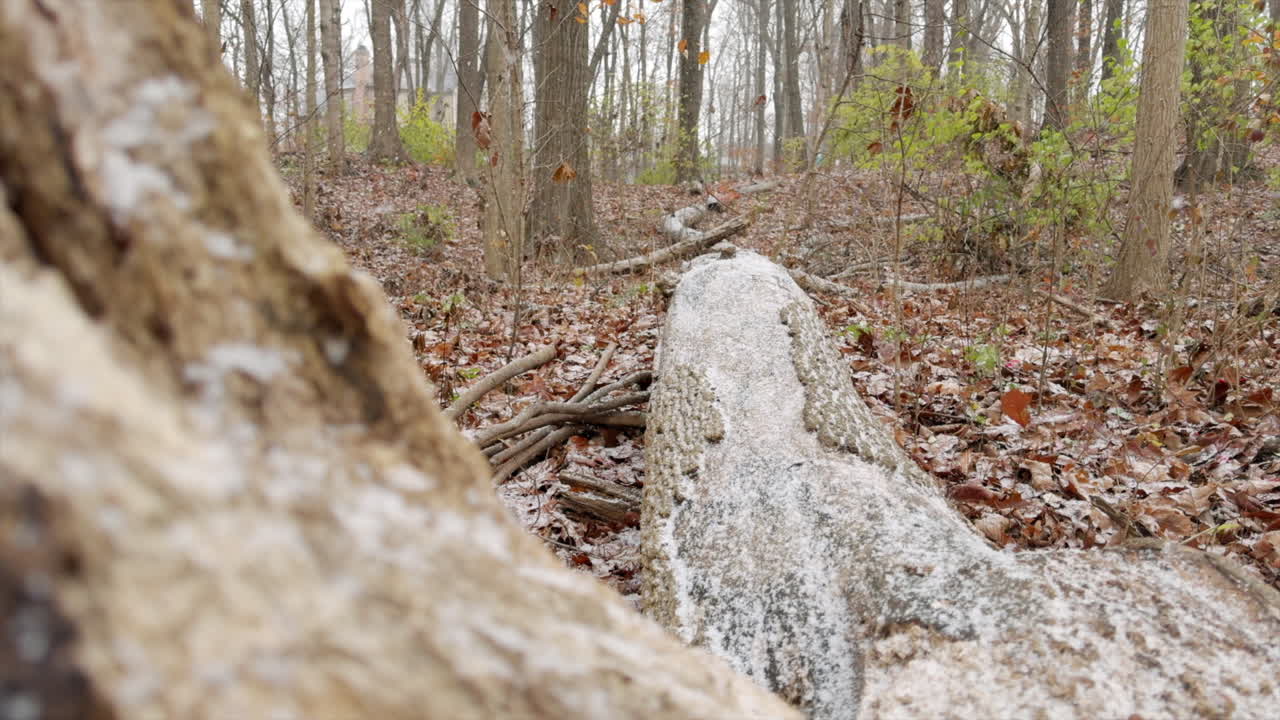 Fallen log covered in snow in a winter forest