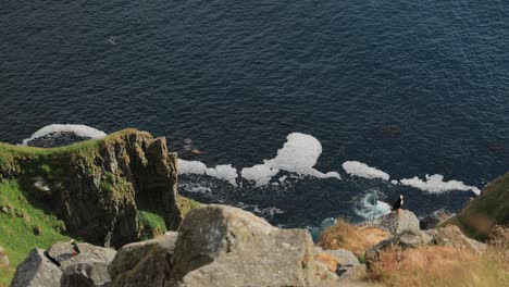 atlantic puffin (fratercula arctica), on the rock on the island of runde (norway).