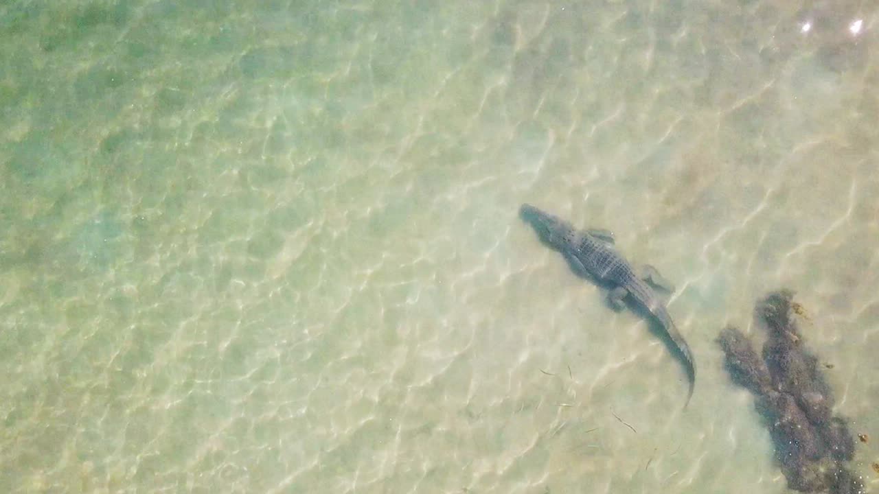 Spectacular down facing aerial shot of large saltwater crocodile moving in shallow clear water with a school of fish following