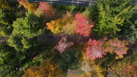 Drone-tops-down-autumnal-trees-in-Ecuador's-Republic-Park,-Santiago-de-Chile