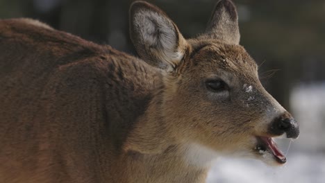 Weißwedelhirsche-Kauen-Slomo-Winter-Seitenprofil