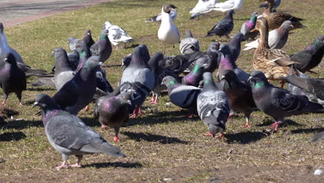 Un-Gran-Grupo-De-Palomas-Y-Gaviotas-Caminando,-Meneando-La-Cabeza-Y-Picoteando-El-Suelo-En-Busca-De-Comida.