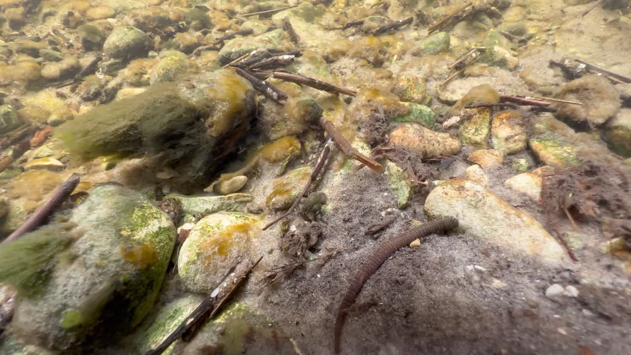 Leech Erpobdella octoculata moving at the bottom of a shallow stream. Estonia.