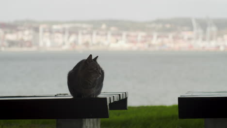 dos gatos afuera en un banco del parque