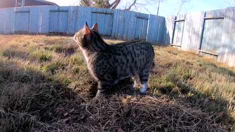 cámara lenta - gato atigrado en la hierba de una casa de campo