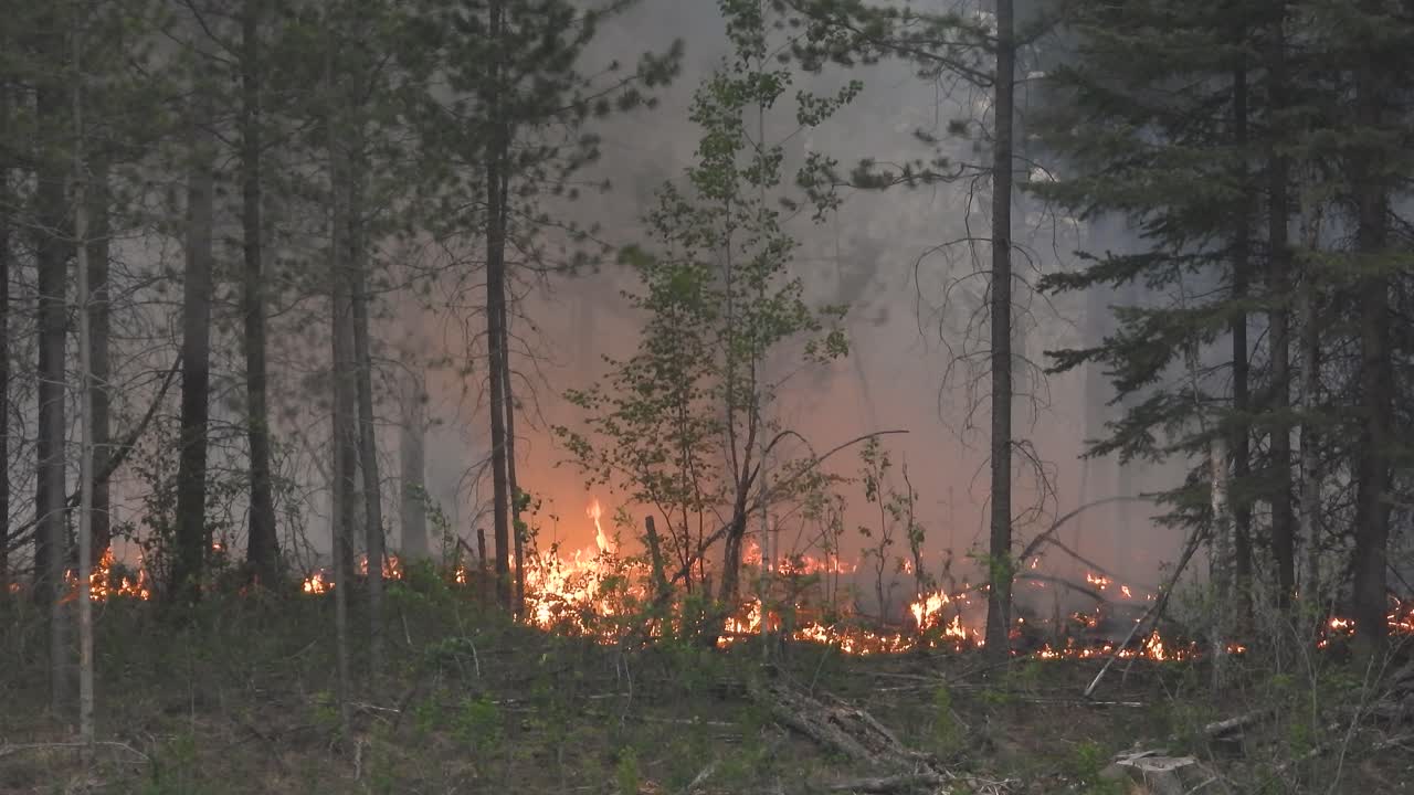 Linea di fuoco di un incendio boschivo che brucia nella foresta, Alberta, Canada.