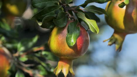 Ripe-pomegranate-fruit-on-tree-branch-in-the-garden