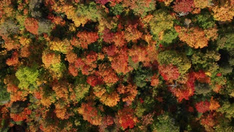 overhead aerial of trees with fall colors and changing leaves in a dense forest - drone ascending shot